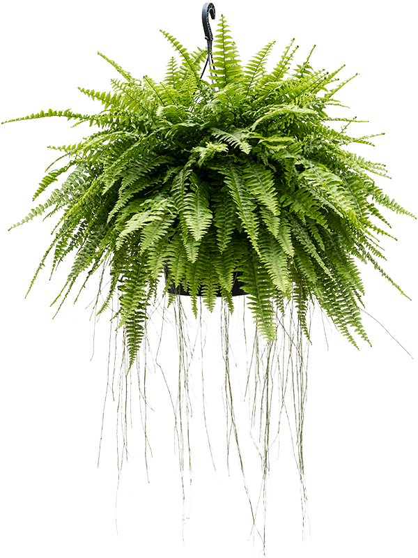 Shade-loving Boston Fern Nephrolepis exaltata 'Boston' Indoor House Plants