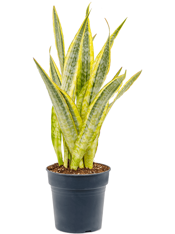 Colorful Snake Plant Sansevieria trifasciata 'Lauren' Indoor House Plants