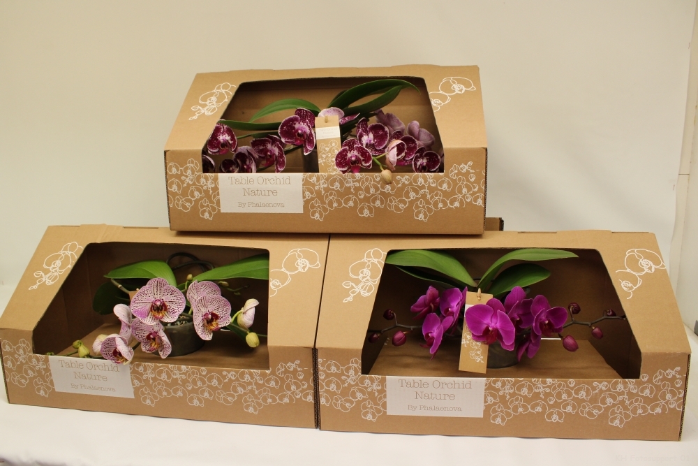 Phalaenopsis Table Orchid mix