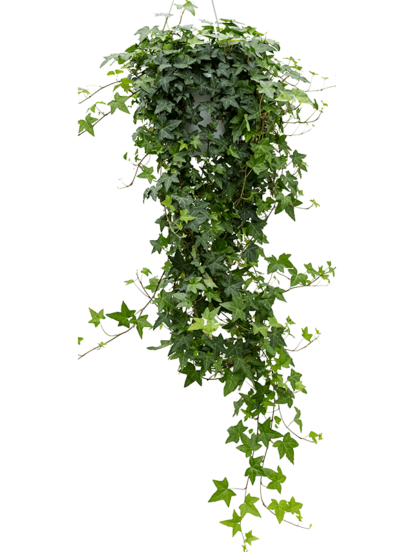 Easy-Care English Ivy Hedera helix 'Pittsburgh' Indoor House Plants