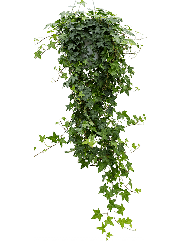 Easy-Care English Ivy Hedera helix 'Pittsburgh' Indoor House Plants