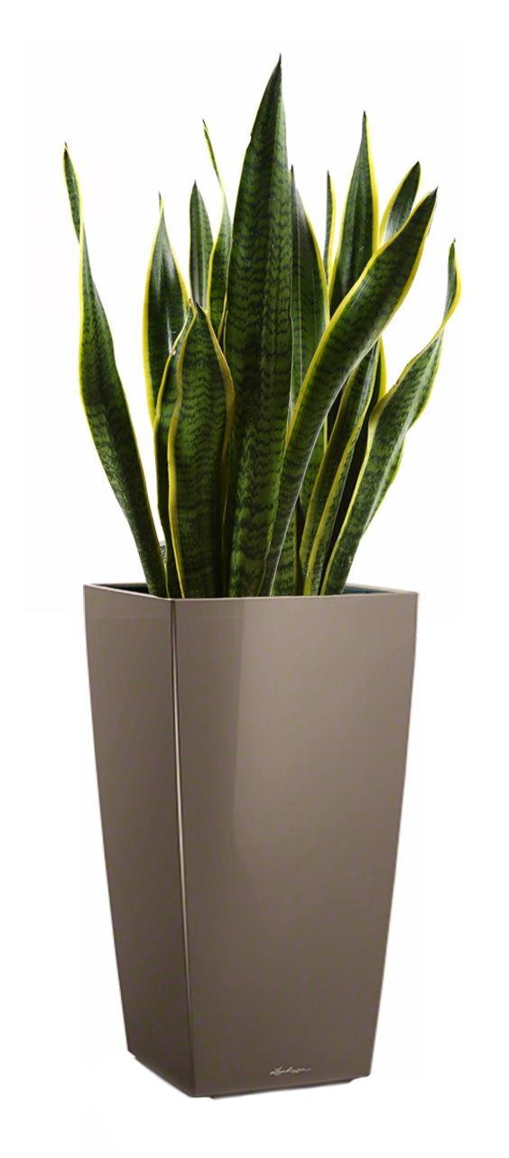 Sansevieria Laurentii in LECHUZA CUBICO Self-watering Planter, Total Height 80 cm