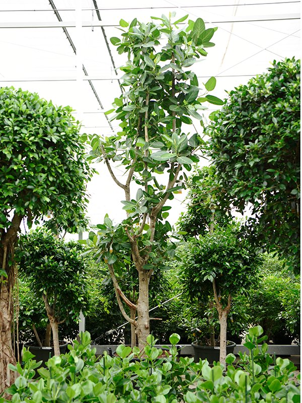 Lush Banyan Fig Ficus benghalensis (400-450) Tall Indoor House Plants Trees