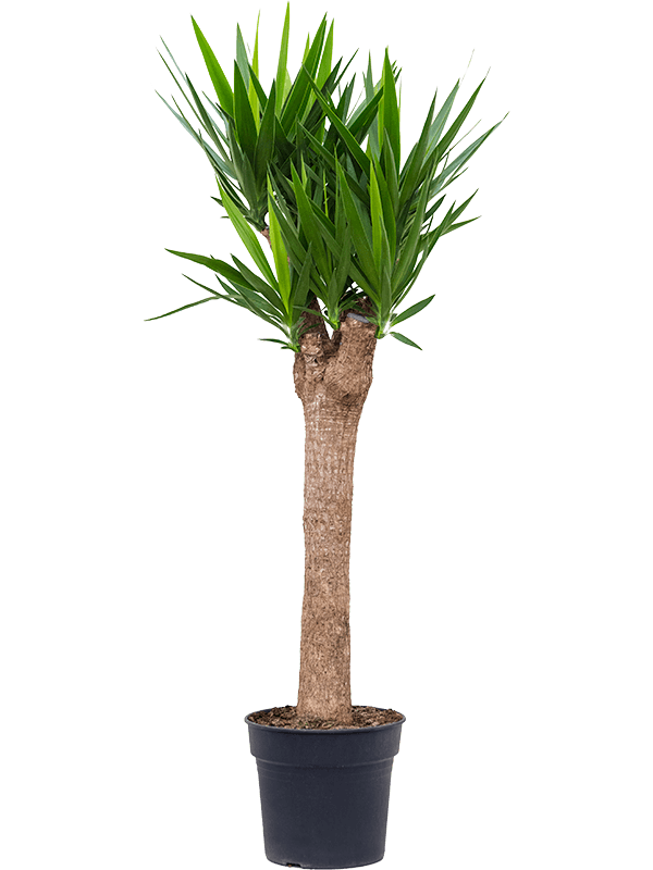 Insta-friendly Spineless Yucca elephantipes Tall Indoor House Plants Trees