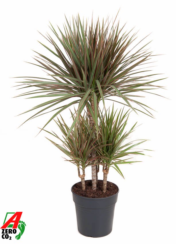 Colorful Dragon Tree Dracaena marginata Bicolor Tall Indoor House Plants Trees
