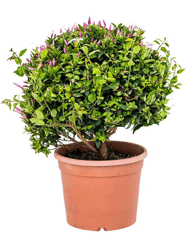 Photogenic Common Jasmine Jasminum officinale Indoor House Plants