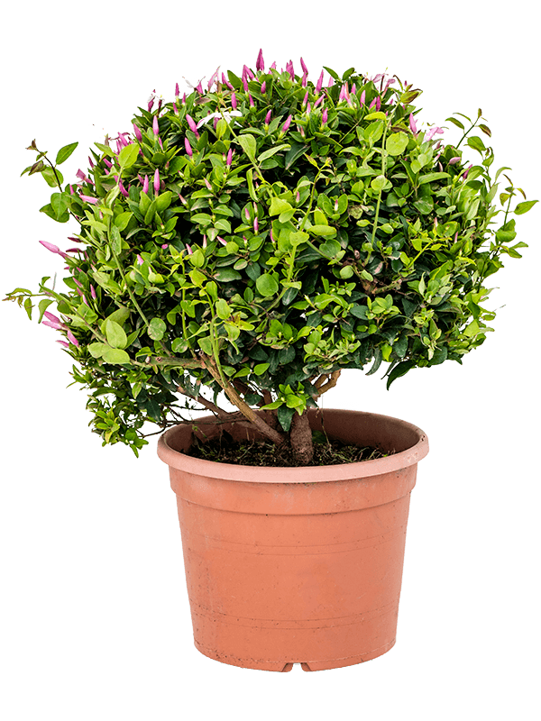 Photogenic Common Jasmine Jasminum officinale Indoor House Plants