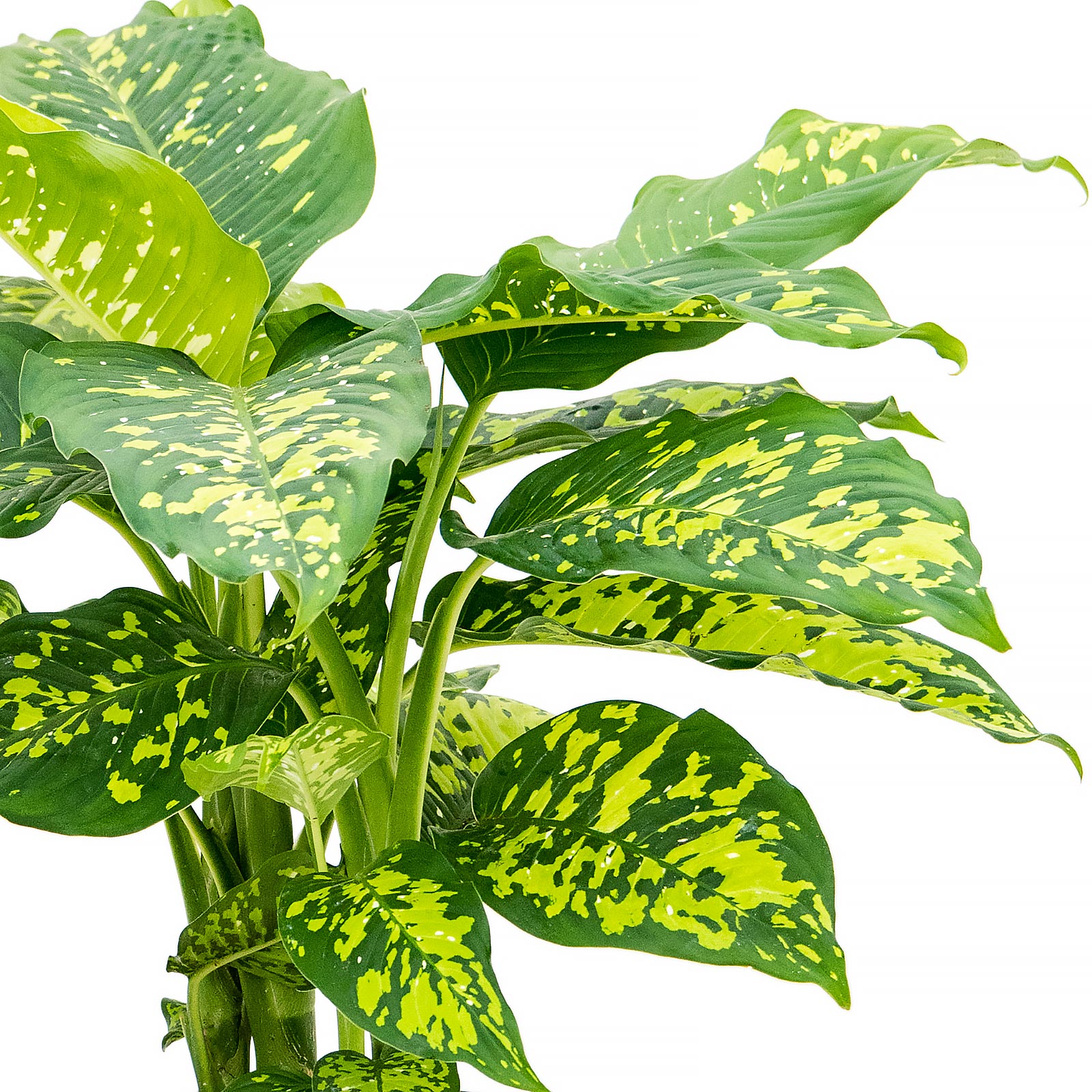 Vibrant Leopard Lily Dieffenbachia seguine 'Cheetah' Indoor House Plants