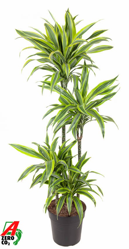 Colorful Corn Plant Dracaena fragrans 'Lemon Lime' Tall Indoor House Plants Trees