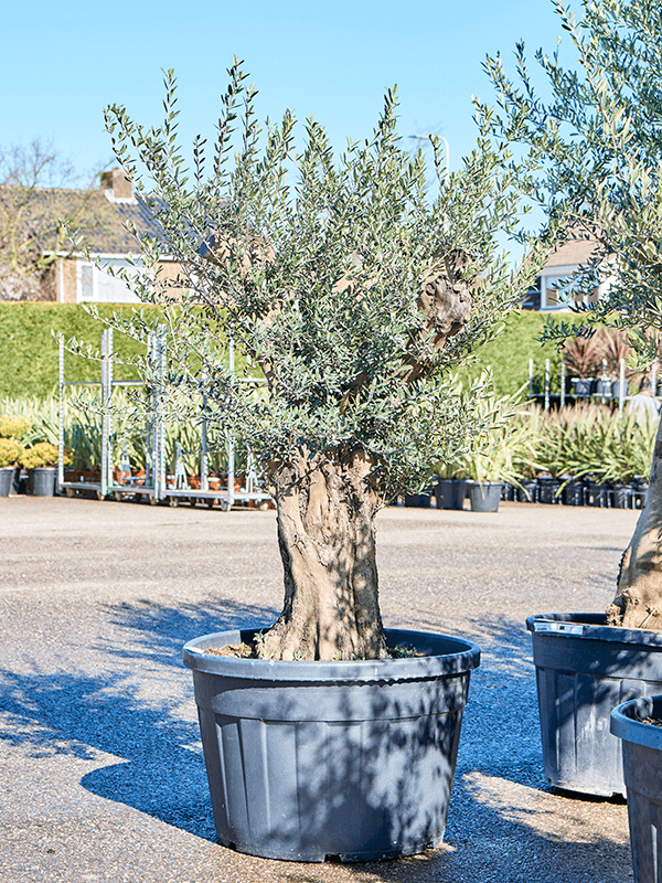 Showy Olive Olea europaea