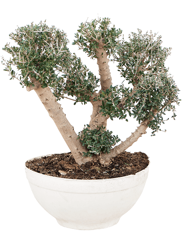 Showy Olive Olea europaea 'Sylvestris' (160-200) Outdoor Plants