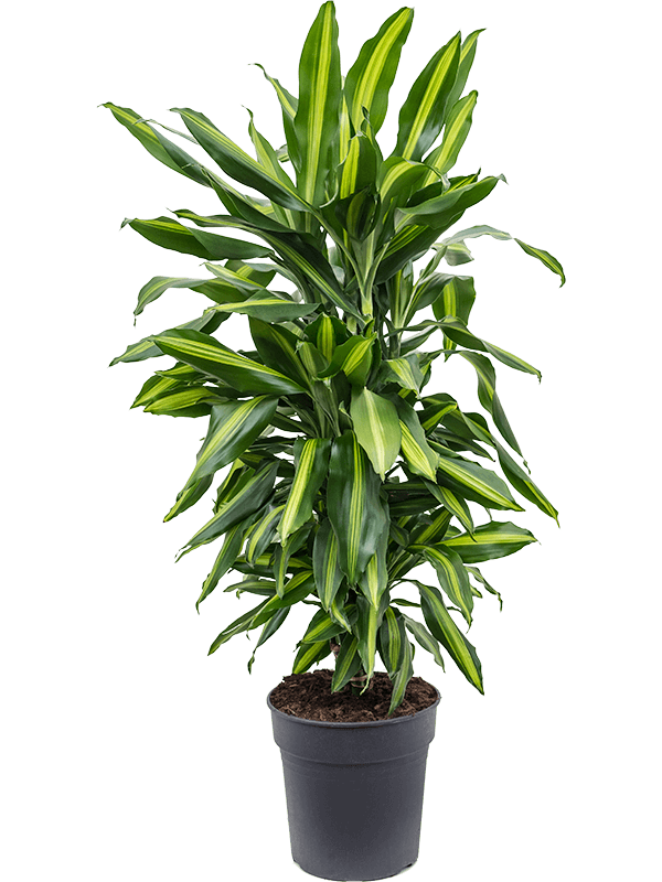 Colorful Corn Plant Dracaena fragrans 'Cintho' Indoor House Plants