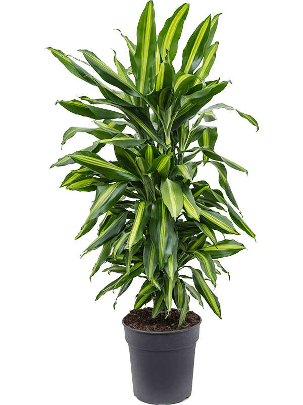 Colorful Corn Plant Dracaena fragrans 'Cintho' Indoor House Plants