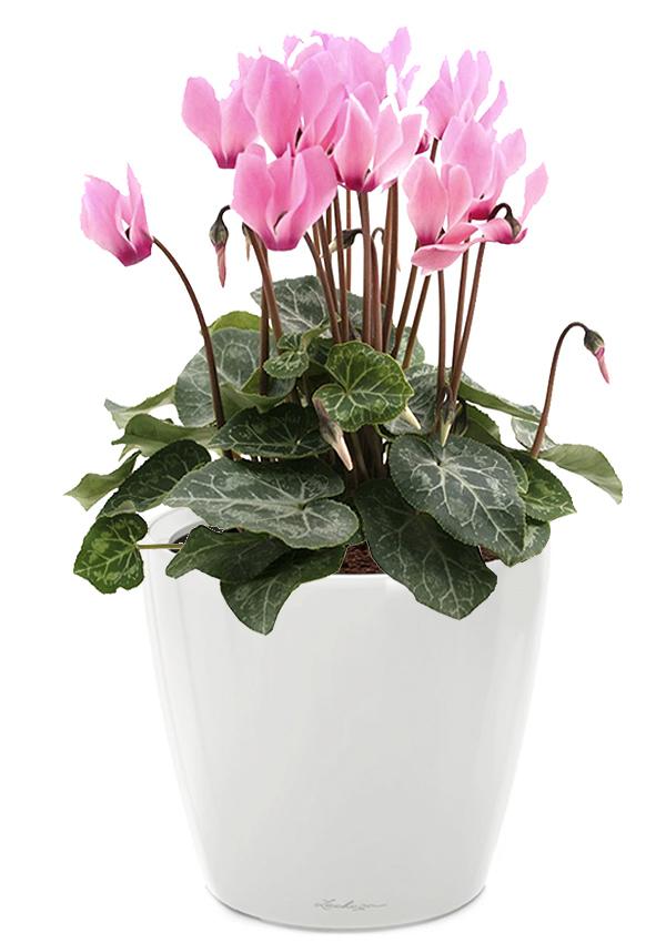 Blooming Cyclamen in LECHUZA CLASSICO LS Self-watering Planter, Total Height 40 cm