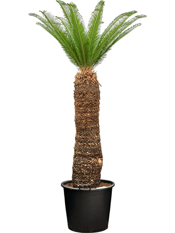 Sago Palm Cycas revoluta