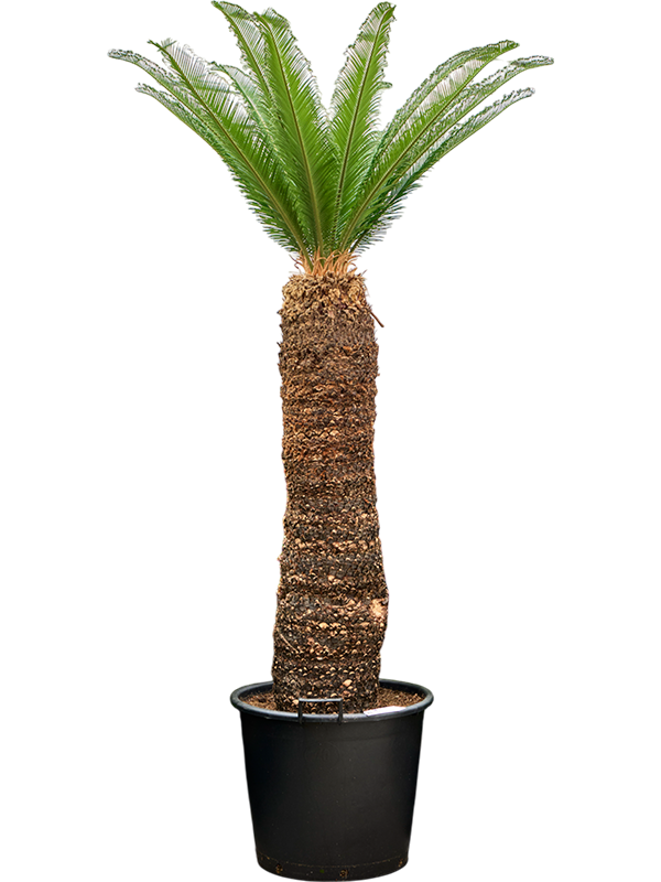 Sago Palm Cycas revoluta