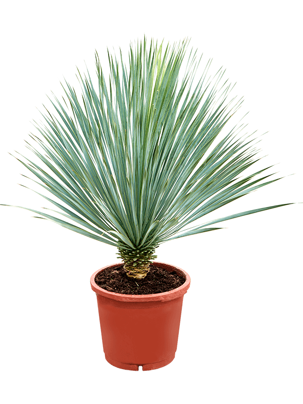 Photogenic Beaked Blue Yucca rostrata (100-110) Indoor House Plants