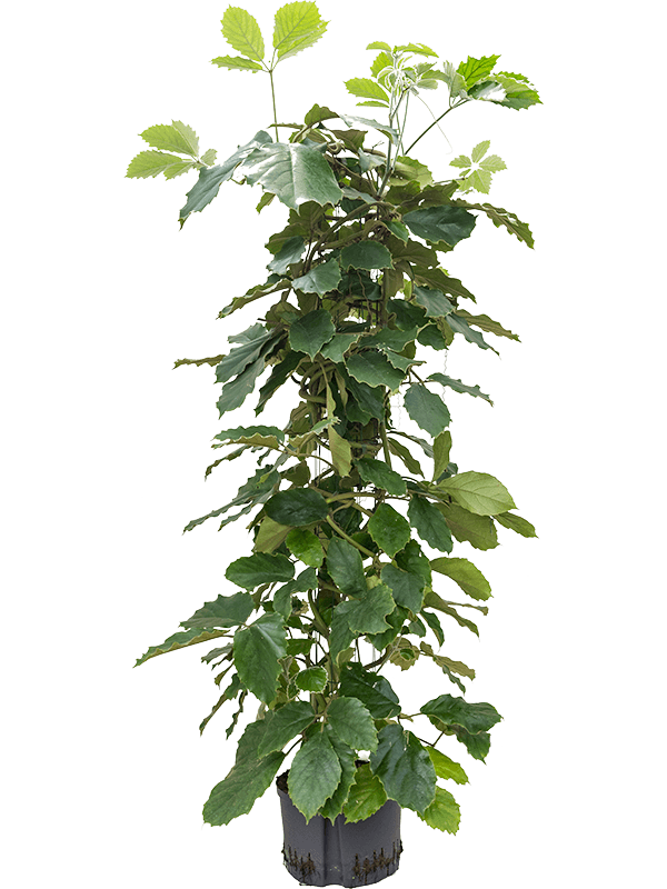 Lush Chestnut Vine Tetrastigma voinierianum Indoor House Plants