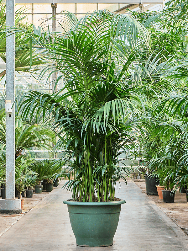 Lush Sentry Palm Kentia (Howea) forsteriana Indoor House Plants