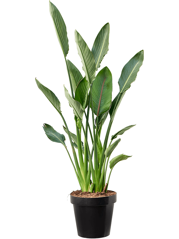 Tropical Bird of Paradise White Strelitzia reginae Indoor House Plants