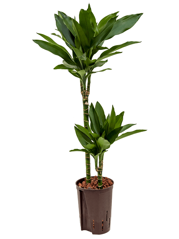 Easy-Care Corn Plant Dracaena fragrans 'Janet Lind' Tall Indoor House Plants Trees