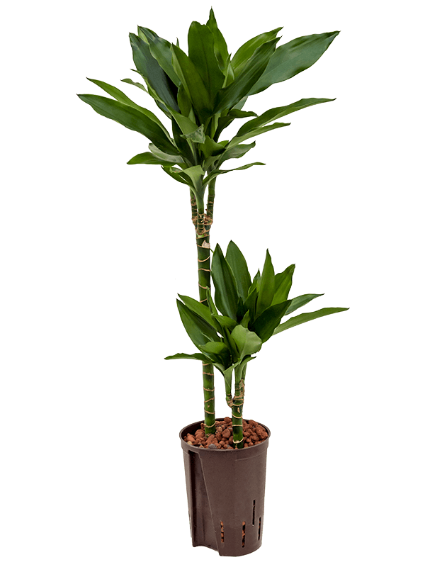 Easy-Care Corn Plant Dracaena fragrans 'Janet Lind' Tall Indoor House Plants Trees