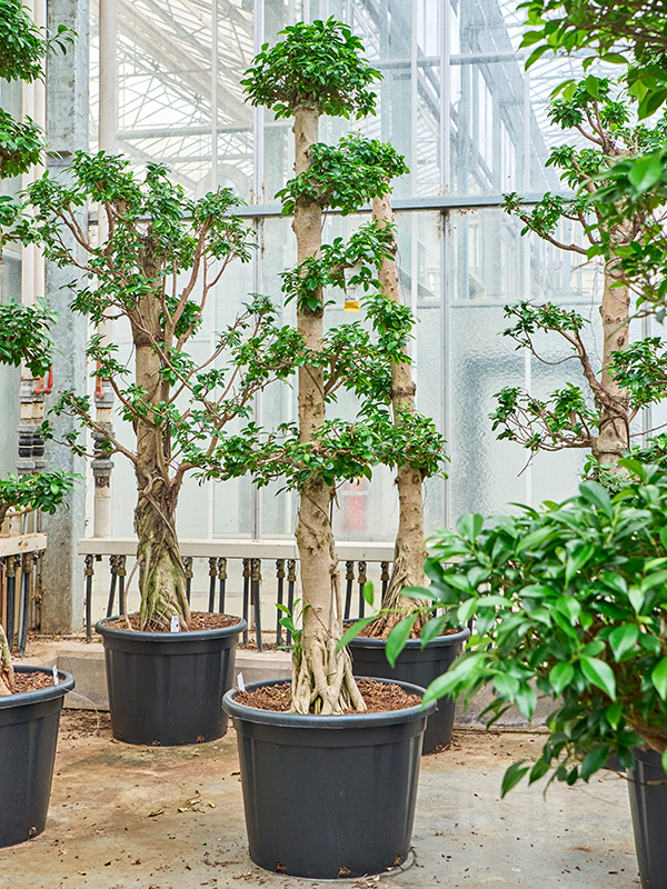 Lush Curtain Fig Ficus microcarpa 'Compacta' Tall Indoor House Plants Trees