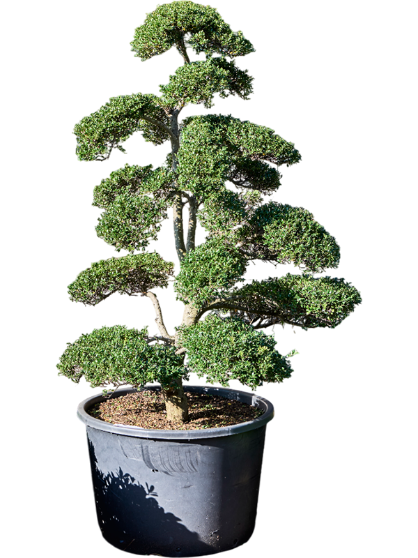 Cute Japanese Holly Ilex crenata 'Kinme' Outdoor Plants