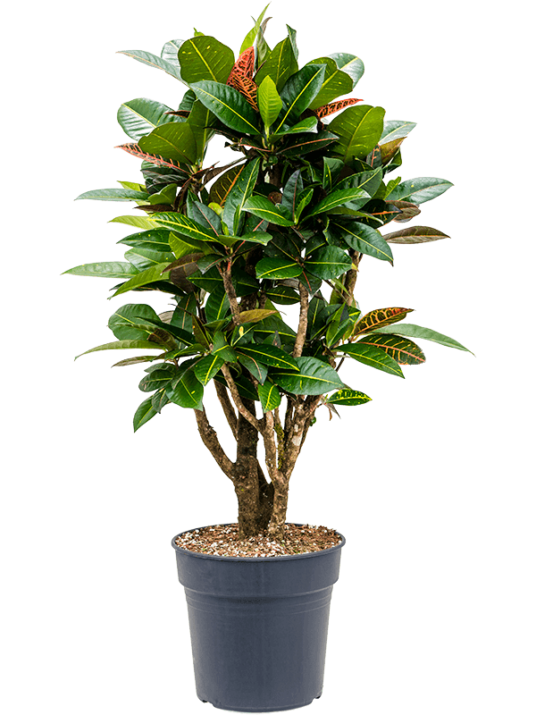 Colorful Croton (Codiaeum) variegatum 'Petra' Indoor House Plants