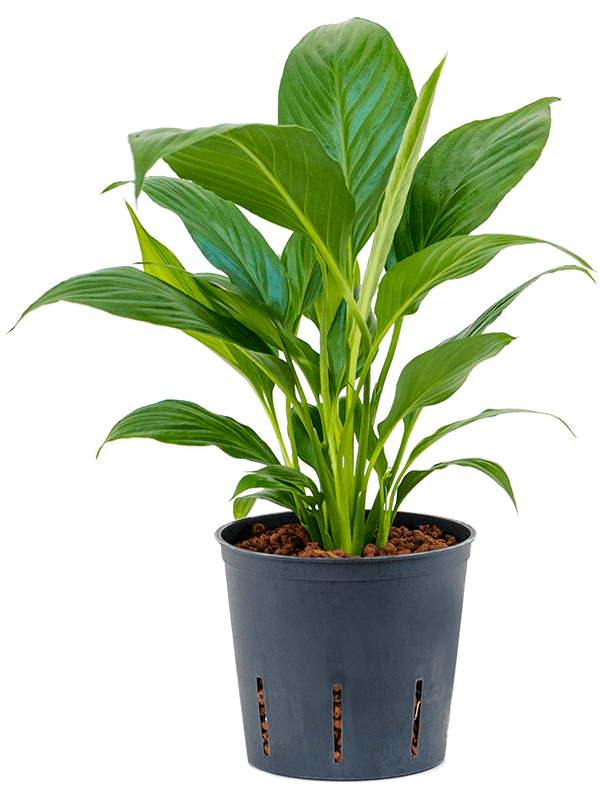 Photogenic Peace Lily Spathiphyllum 'Mont Blanc' Indoor House Plants