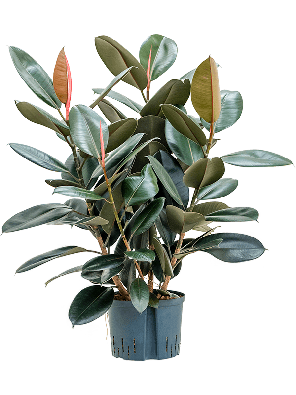 Lush Rubber Plant Ficus elastica 'Abidjan' Indoor House Plants