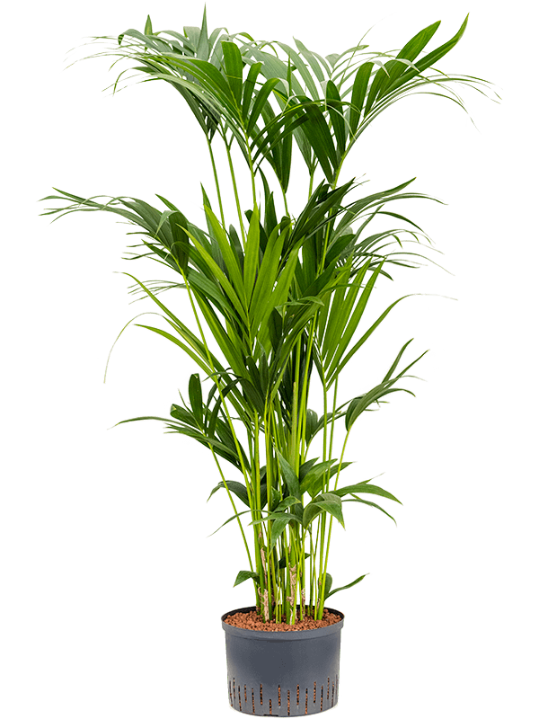 Lush Sentry Palm Kentia (Howea) forsteriana Indoor House Plants