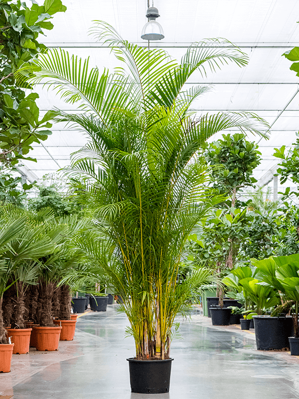 Lush Areca Palm Dypsis (Areca) lutescens Indoor House Plants