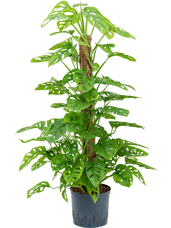 Shade-loving Swiss Cheese Plant Monstera obliqua (60-120) Indoor House Plants