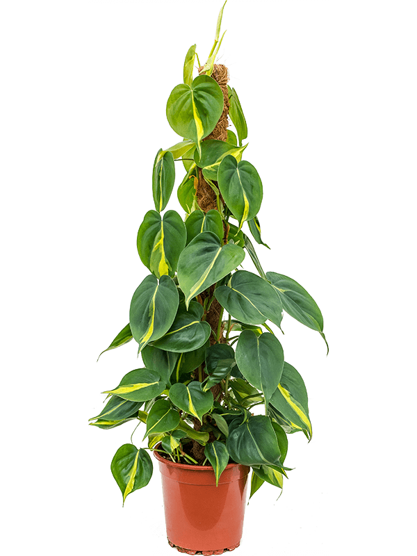 Lush Heart-Leaf Philodendron scandens 'Brasil' Indoor House Plants