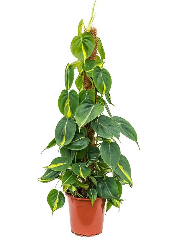 Lush Heart-Leaf Philodendron scandens 'Brasil' Indoor House Plants