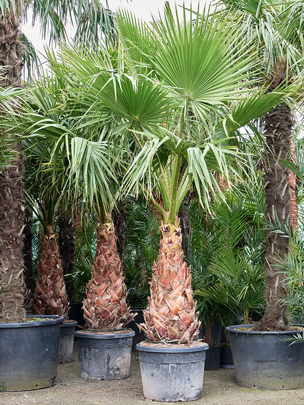 Tropical Skyduster Washingtonia robusta Tall Indoor House Plants Trees