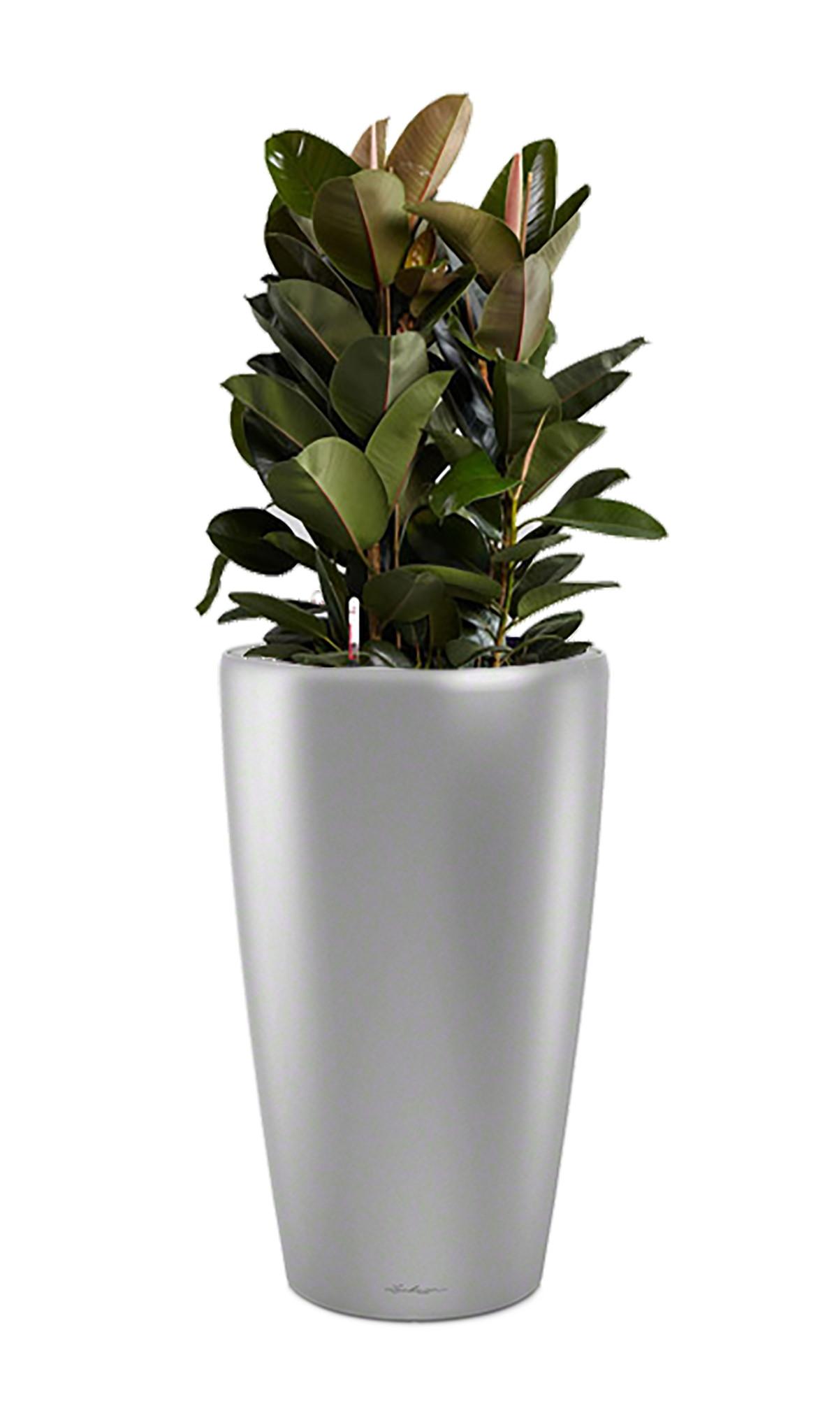 Ficus Elastica Robusta in LECHUZA RONDO Self-watering Planter, Total Height 160 cm