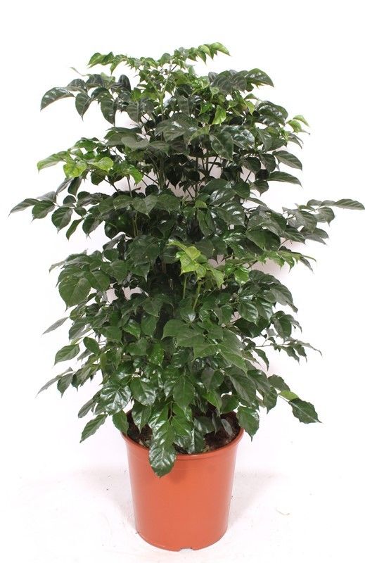 Lush China Doll Plant Radermachera sinica Indoor House Plants
