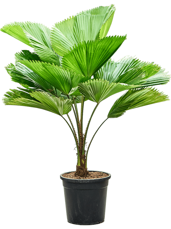 Lush Ruffled Fan Palm Licuala grandis Tall Indoor House Plants Trees