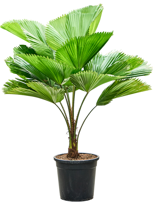 Lush Ruffled Fan Palm Licuala grandis Tall Indoor House Plants Trees