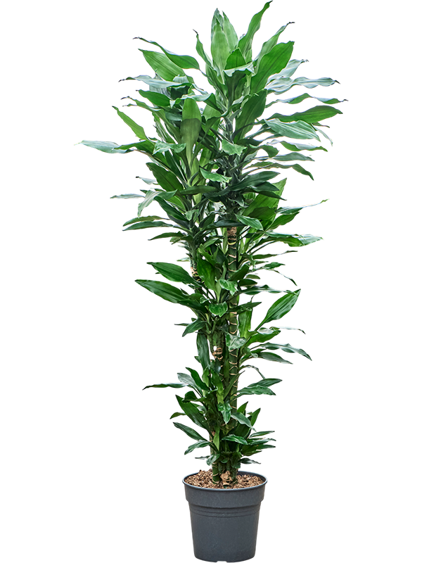 Vibrant Corn Plant Dracaena fragrans 'Burundii' Tall Indoor House Plants Trees