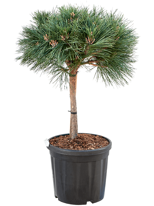 Pinus nigra 'Brepo'
