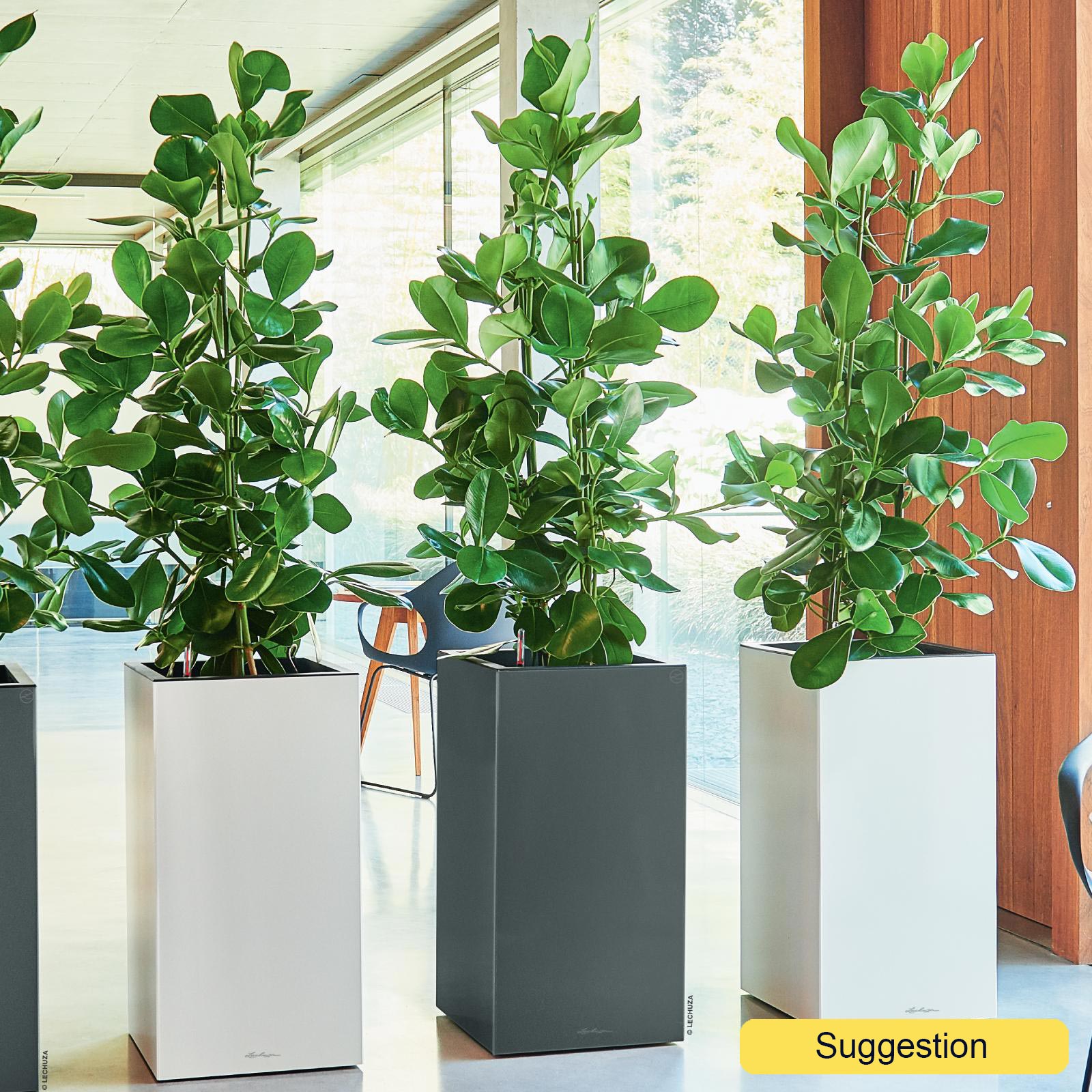 Lush Autograph Tree Clusia rosea Indoor House Plants