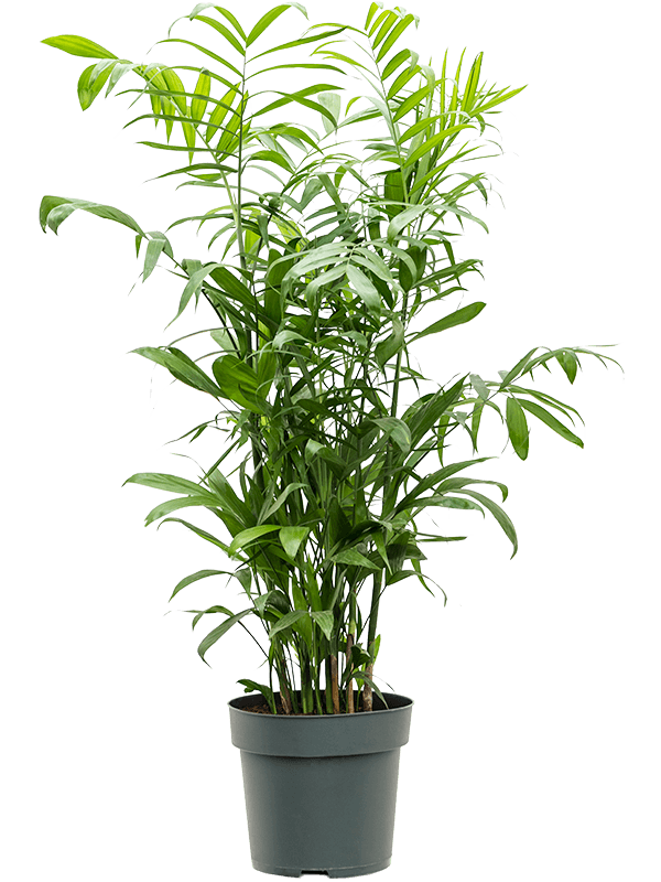 Shade-loving Parlour Palm Chamaedorea seifrizii Indoor House Plants