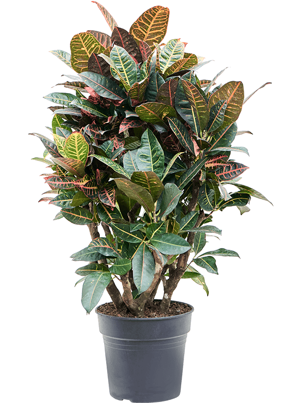 Colorful Croton (Codiaeum) variegatum 'Petra' Indoor House Plants