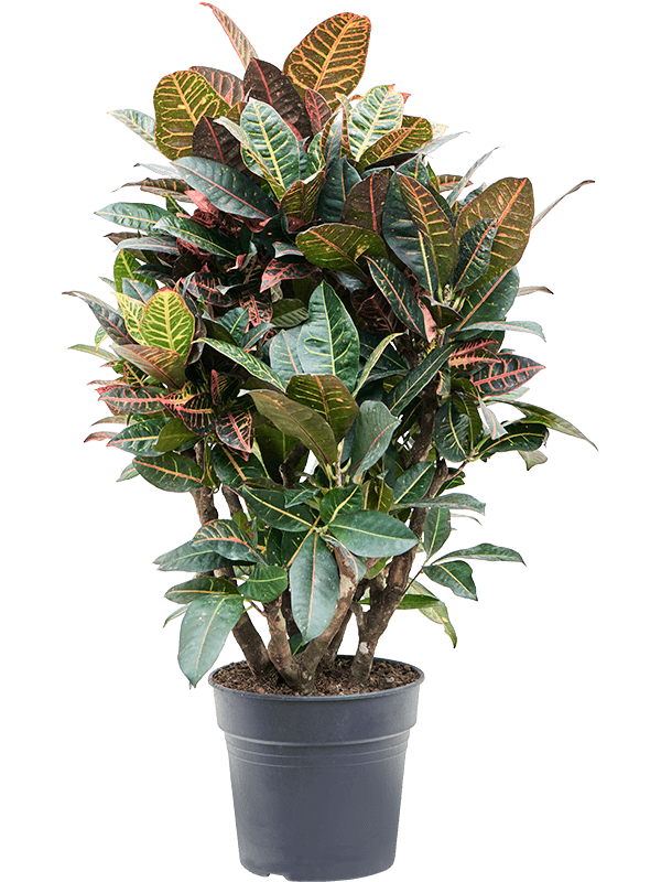 Colorful Croton (Codiaeum) variegatum 'Petra' Indoor House Plants