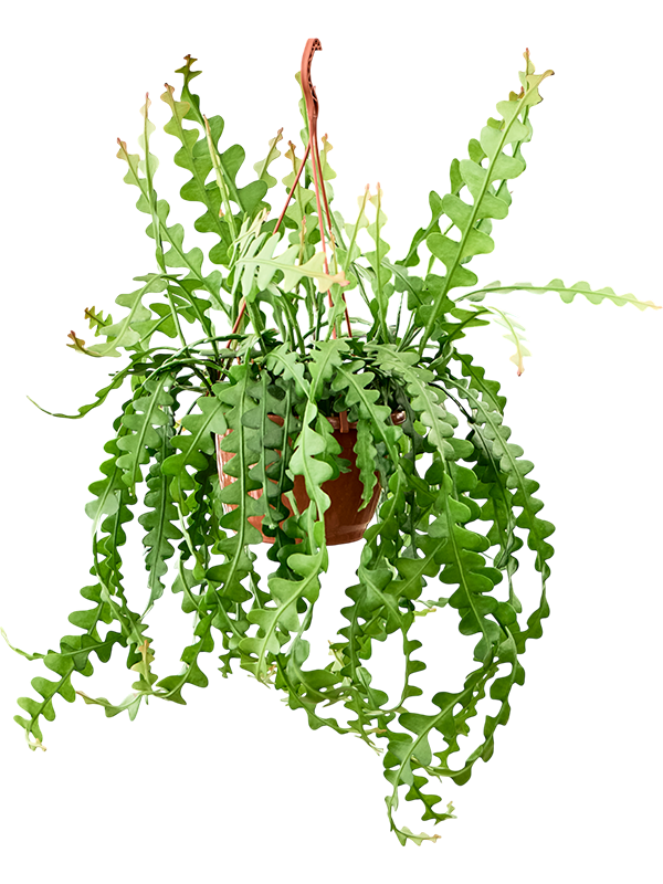 Cheerful Fishbone Cactus Epiphyllum anguliger Indoor House Plants