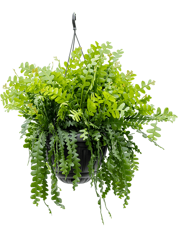 Cheerful Fishbone Cactus Epiphyllum anguliger Indoor House Plants