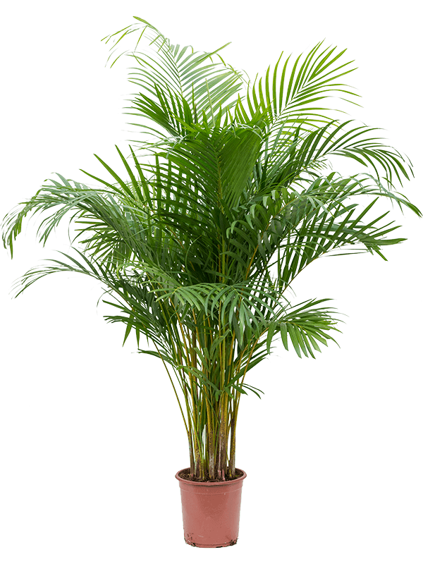 Lush Areca Palm Dypsis (Areca) lutescens Indoor House Plants